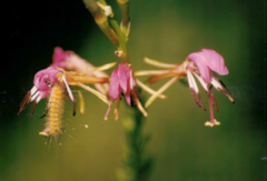 Gaura