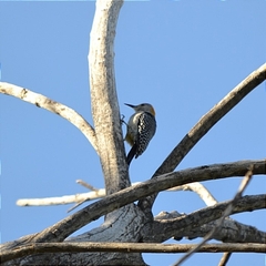 Melanerpes aurifrons
