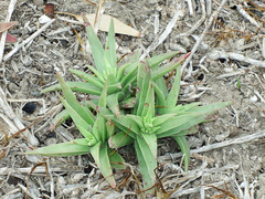 Crassula capitella thyrsiflora