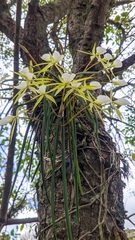 Brassavola tuberculata