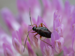 Adelphocoris seticornis