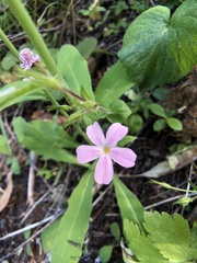 Phlox adsurgens