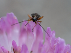 Adelphocoris seticornis