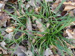 Carex sylvatica