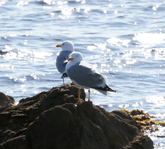 Larus michahellis michahellis
