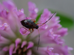 Adelphocoris seticornis