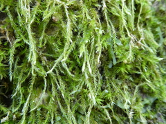 Hypnum cupressiforme filiforme