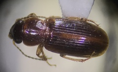 Stenolophini
