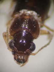Stenolophini