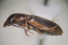 Stenolophini