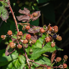 Rubus canadensis