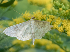 Patania ruralis