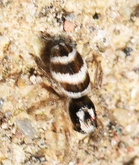 Salticus propinquus