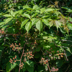 Rubus canadensis