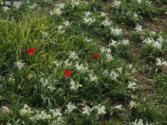 Iris palaestina