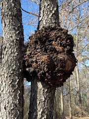 Agrobacterium radiobacter