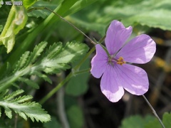 Erodium subintegrifolium