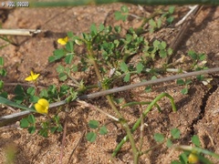 Medicago hypogaea