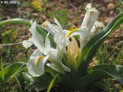 Iris palaestina