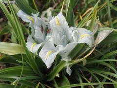 Iris palaestina
