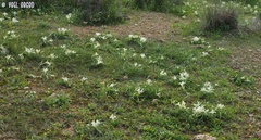 Iris palaestina