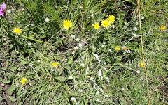 Arctotis arctotoides