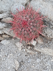 Ferocactus gracilis gracilis