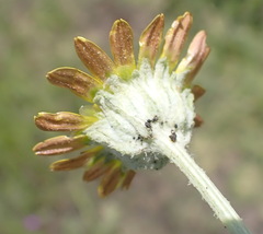 Arctotis arctotoides