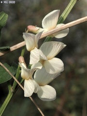 Vicia galeata