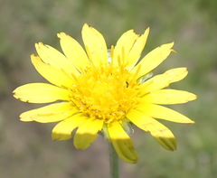 Arctotis arctotoides