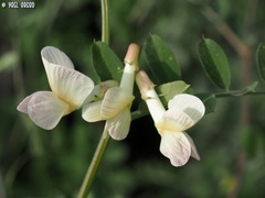 Vicia galeata