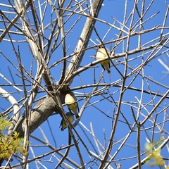 Bombycilla cedrorum