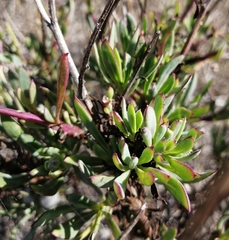 Othonna coronopifolia