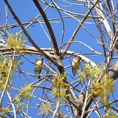 Bombycilla cedrorum