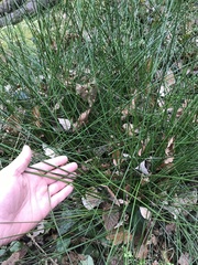 Juncus