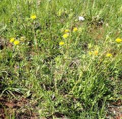 Berkheya pinnatifida stobaeoides