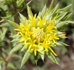 Berkheya pinnatifida stobaeoides