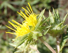 Berkheya pinnatifida stobaeoides