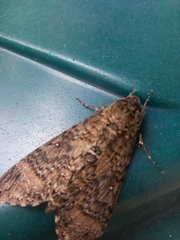 Lepidoptera