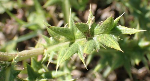 Image of Berkheya pinnatifida by (c) Nicola van Berkel, some rights reserved (CC BY-SA)