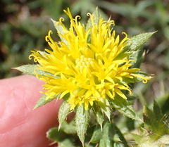 Berkheya pinnatifida stobaeoides