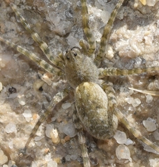 Arctosa cinerea
