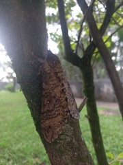 Lepidoptera