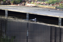 Tachybaptus ruficollis