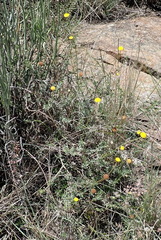 Nidorella podocephala