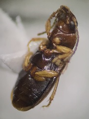 Stenolophini