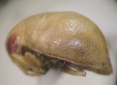 Neoplea striola