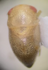 Neoplea striola