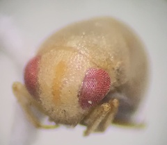 Neoplea striola