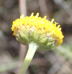 Nidorella podocephala
